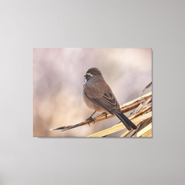 Sparrow on a Thin Branch  Canvas Print (Front)