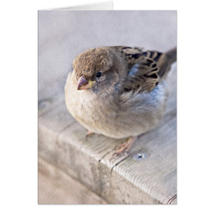Sparrow - Overweight
