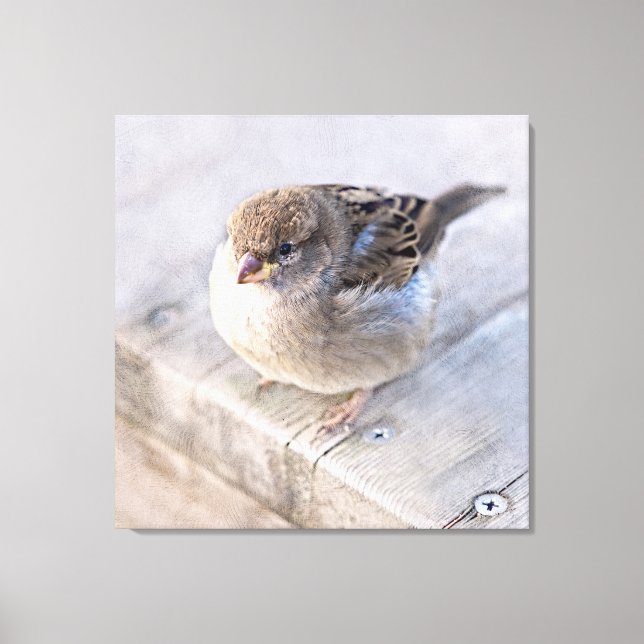 Sparrow - Overweight Canvas Print (Front)