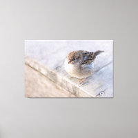 Sparrow - Overweight