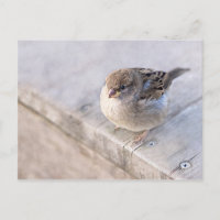 Sparrow - Overweight