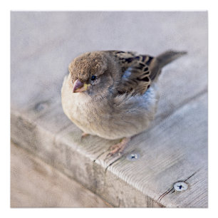 Sparrow - Overweight Poster