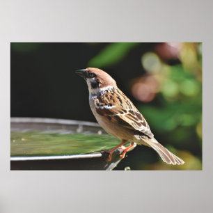 Sparrow Perching On Birdbath Poster