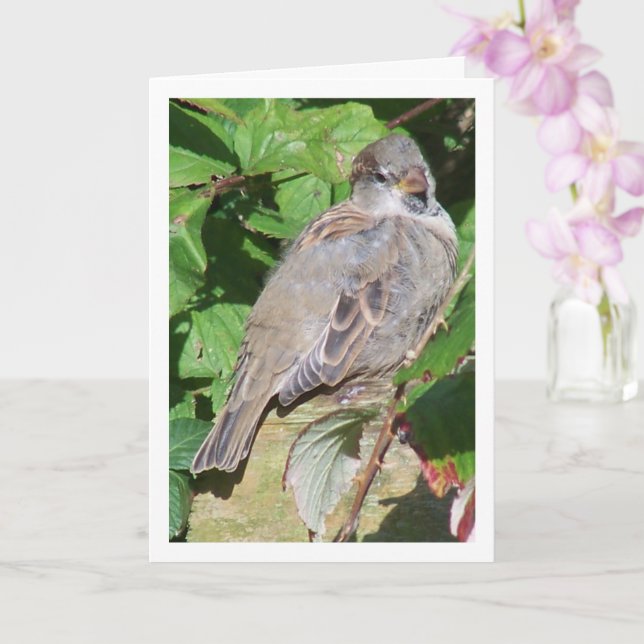 Sparrow Portrait Card (Orchid)