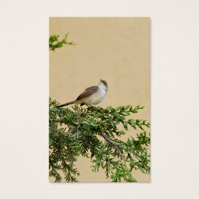 Sparrow Postcard (Front)