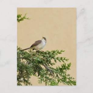 Sparrow Postcard