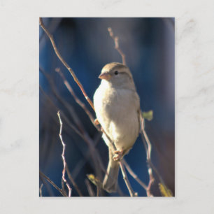 Sparrow Postcard