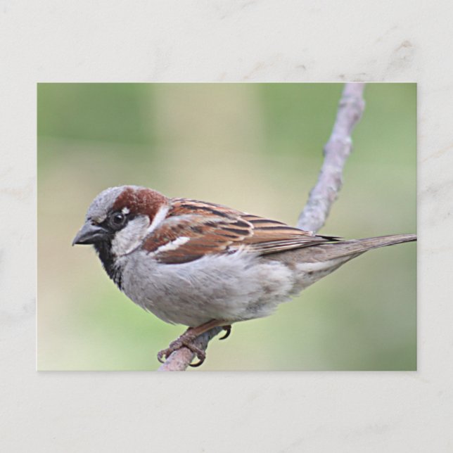 Sparrow Postcard (Front)