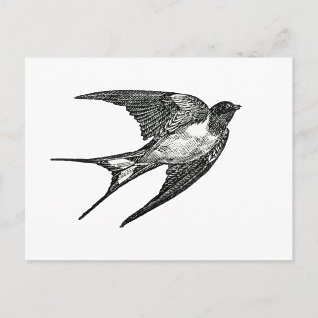 sparrow postcard (Front)