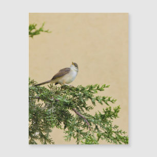 Sparrow Postcard