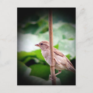 Sparrow Postcard