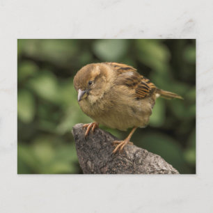 Sparrow Postcard