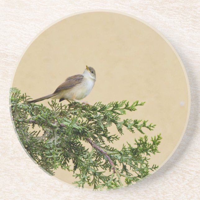 Sparrow Postcard Coaster (Front)