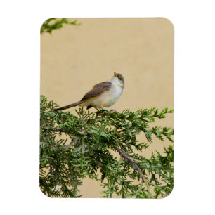 Sparrow Postcard Magnet