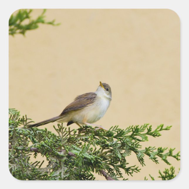 Sparrow  square sticker (Front)