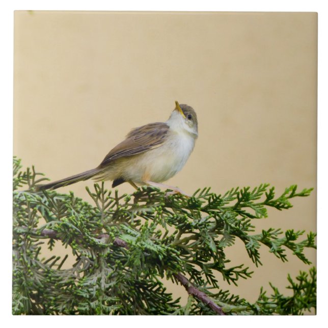 Sparrow   tile (Front)