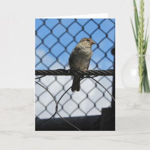 "Sparrow Upon Wire" Thank You Card