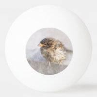 Sparrow - Weather Forecast Epic Fail