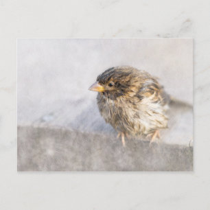 Sparrow - Weather Forecast Epic Fail Postcard