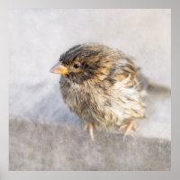 Sparrow - Weather Forecast Epic Fail