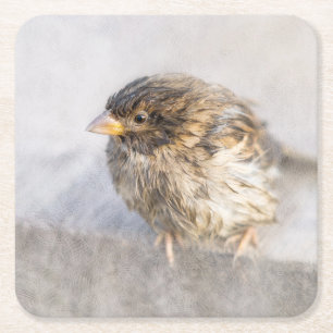 Sparrow - Weather Forecast Epic Fail Square Paper Coaster