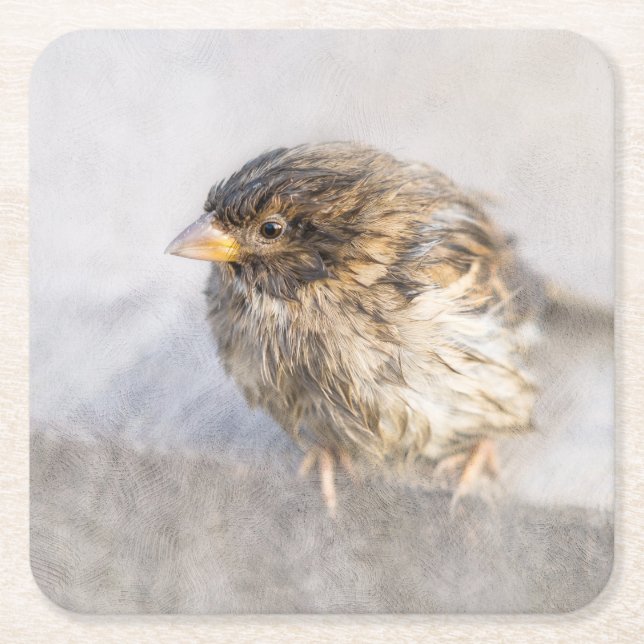 Sparrow - Weather Forecast Epic Fail Square Paper Coaster (Front)