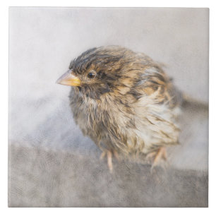 Sparrow - Weather Forecast Epic Fail Tile