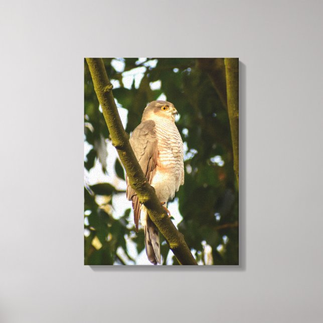 Sparrowhawk  canvas print (Front)