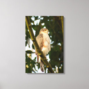 Sparrowhawk canvas print