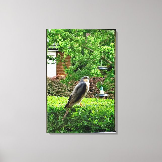 Sparrowhawk In My Garden  Canvas Print (Front)