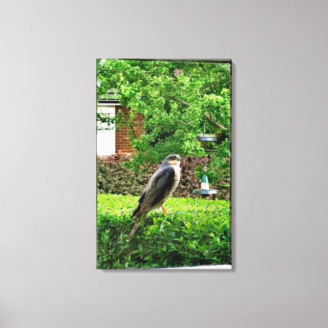 Sparrowhawk In My Garden  Canvas Print (Front)