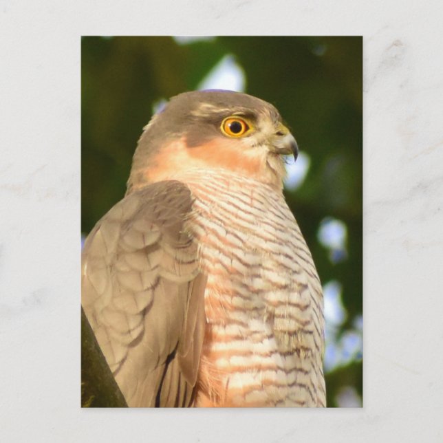 Sparrowhawk  postcard (Front)