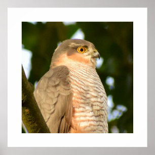 Sparrowhawk  poster