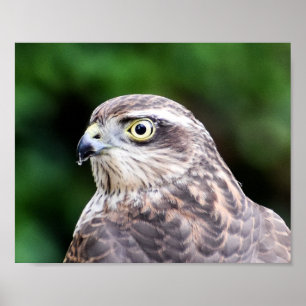 Sparrowhawk Print, Value Poster Paper (Matte)