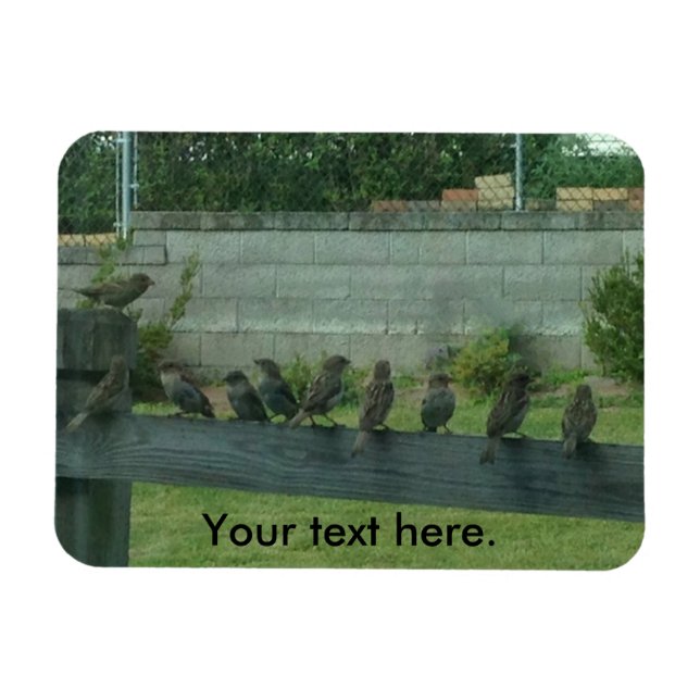 Sparrows Birds Sitting on a Rail Magnets (Horizontal)