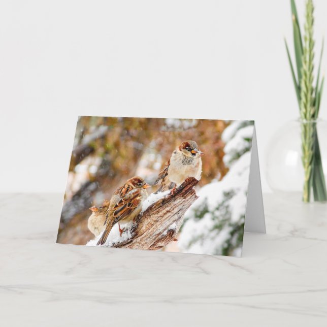 Sparrows In Snow Storm Christmas Greeting Card (Front)