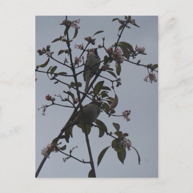 Sparrows in Tree with Autumn Flowers DIY Postcard (Front)