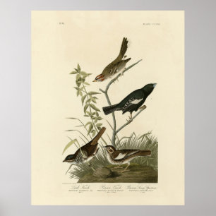 Sparrows, Lark Bunting, Audubon's Birds of America Poster