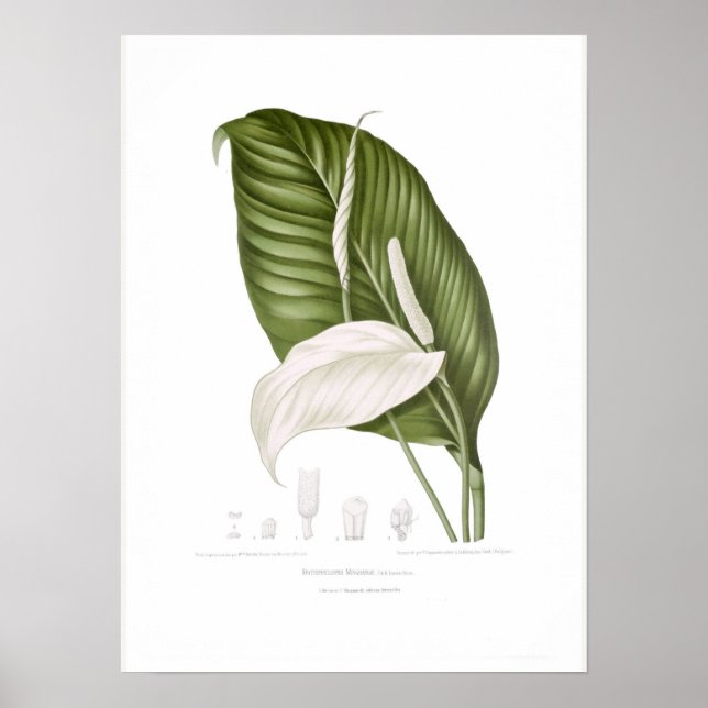 Spathiphyllopsis minahassae poster (Front)