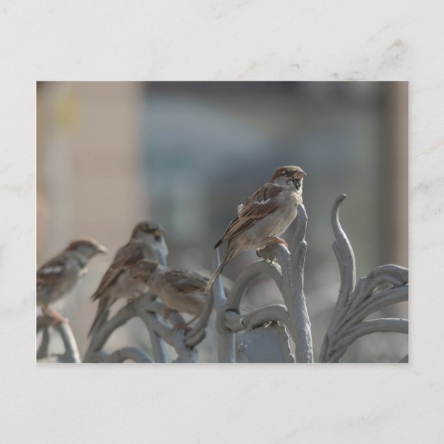 Spatzen Postcard (Front)