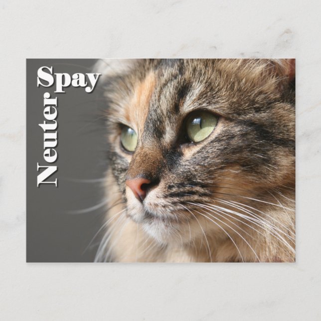 Spay / Neuter Postcard (Front)