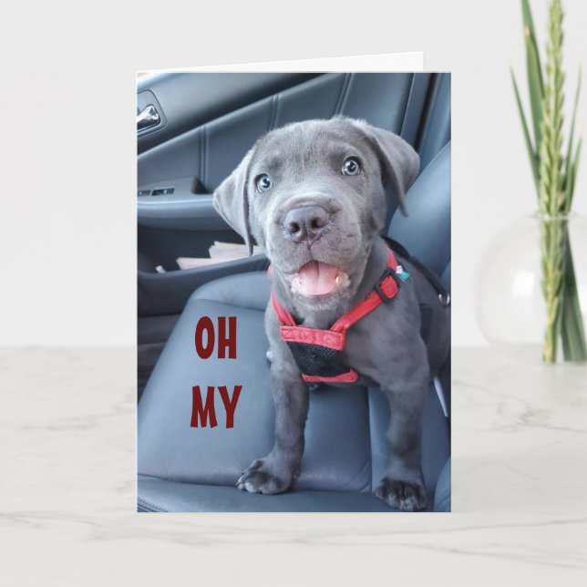 SPECIAL 50th BIRTHDAY WISHES FROM A SPECIAL PUPPY Card (Front)