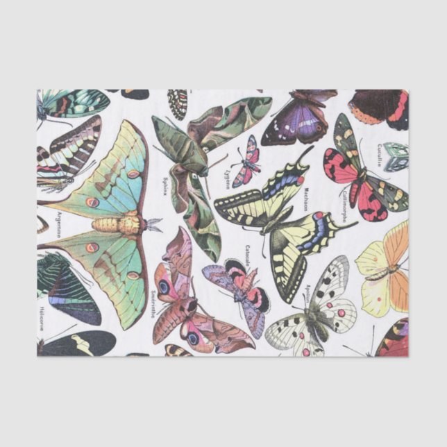 Species of Butterflys Moth Chart Decoupage Tissue Paper (Front)