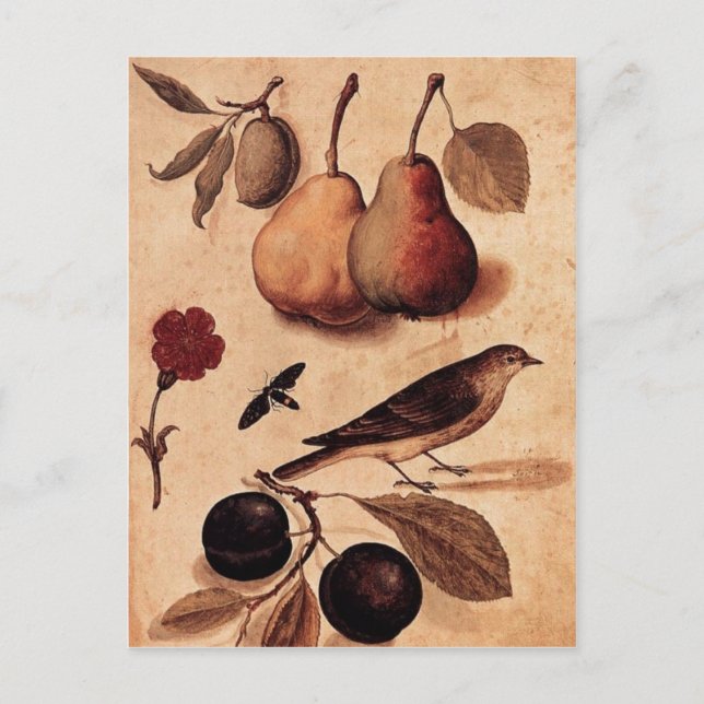 Specimens of Nature postcard (Front)