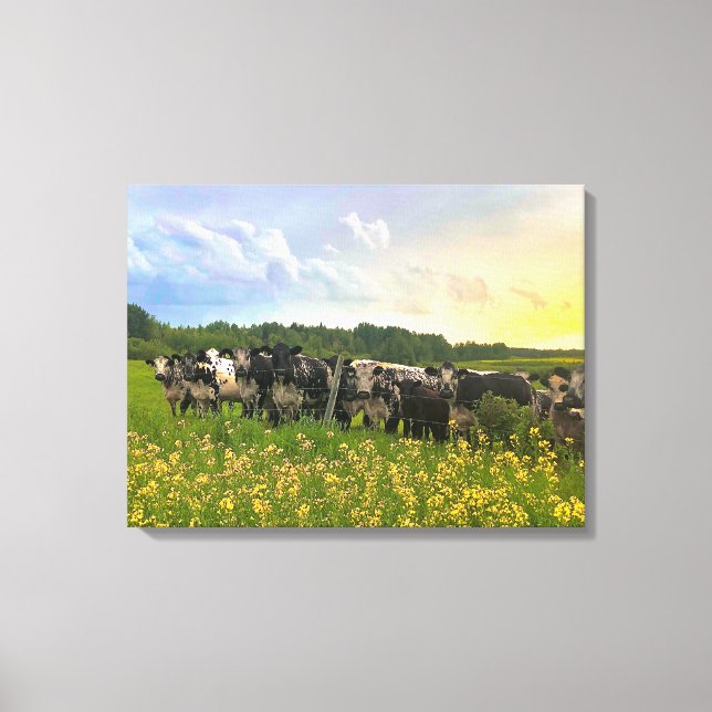 Speckle Park Cattle Under Rain Shower, Sunset Sky Canvas Print (Front)