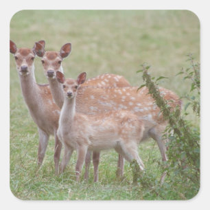 Speckled Deer with Fawn Square Sticker