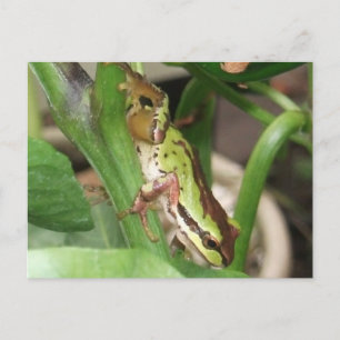 Speckled Frog in the Pepper Plant Postcard