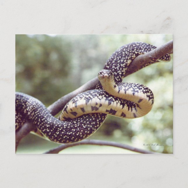 Speckled King Snake Postcard (Front)