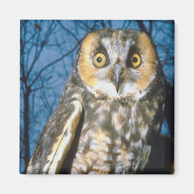 Speckled Own Magnet (Front)