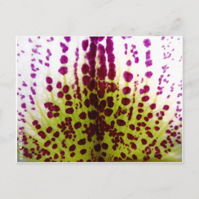 Speckled Phalaenopsis Orchid Postcard (Front)